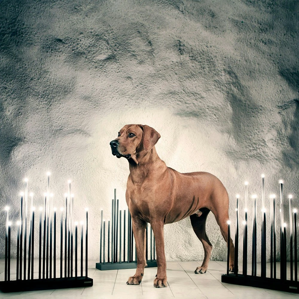 Elflugan Adventskerzenhalter, Schwarz 4 Elflugan Adventskerzenhalter, Schwarz – Bild 2